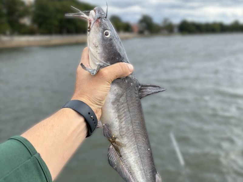 Blue catfish chesapeake bay