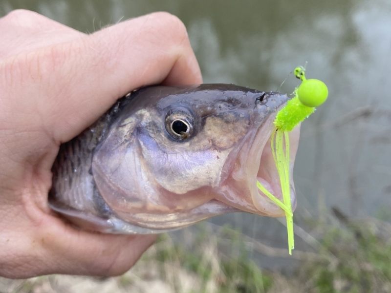 Creek chub fishing freshwater fishing