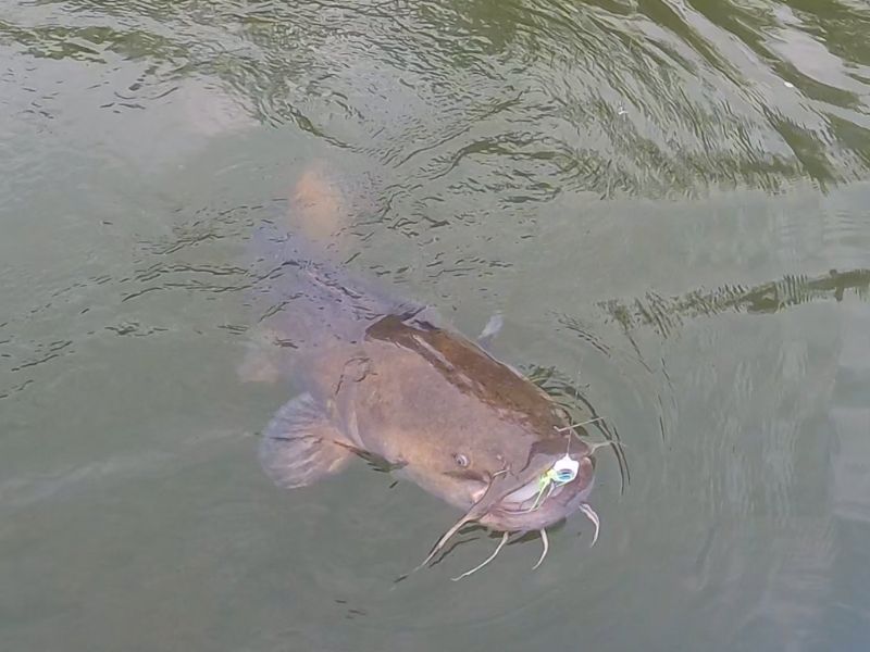 flathead catfish invasive species