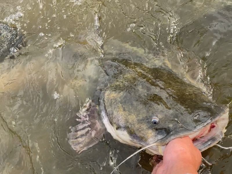 Flathead catfish Susquehanna River