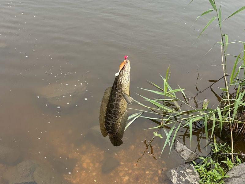 snakehead fishing maryland
