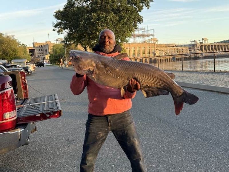 Blue catfish Conowingo Dam