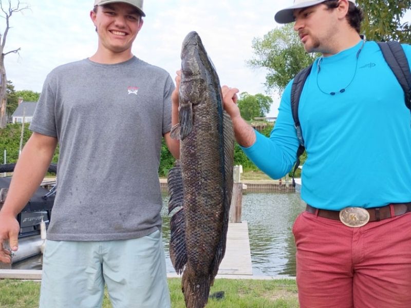 snakehead fishing maryland