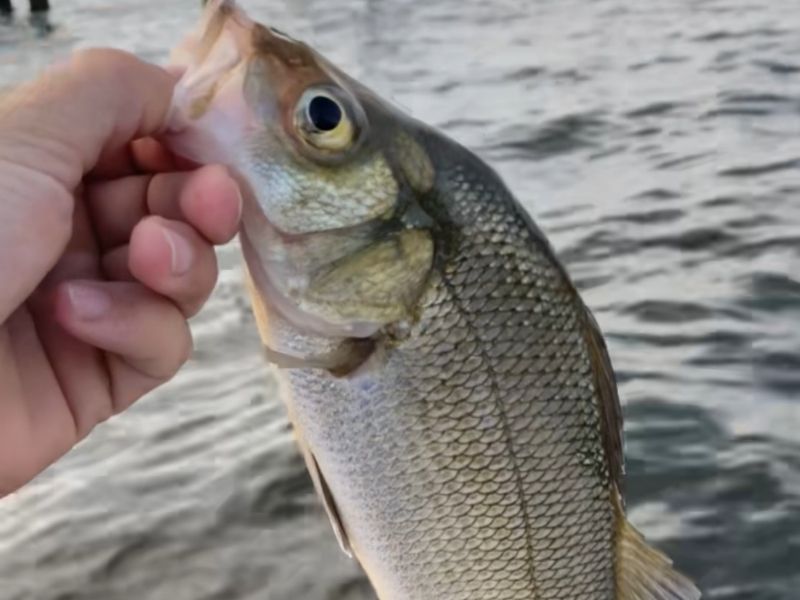 white perch fishing chesapeake bay