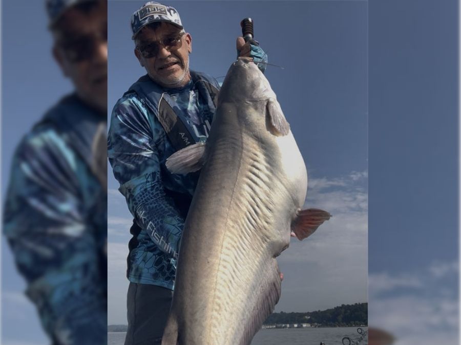 blue catfish chesapeake bay invasive species