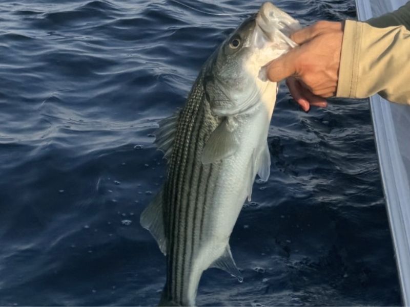 striped bass fishing chesapeake bay