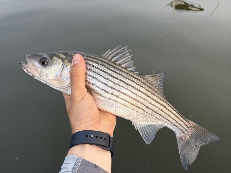 striped bass fishing chesapeake bay