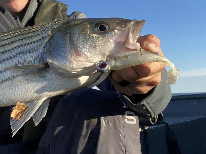 striped bass fishing chesapeake bay