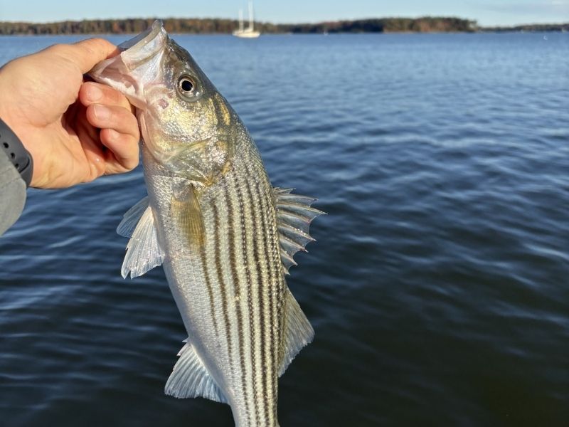 striped bass fishing chesapeake bay