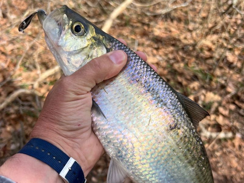 shad fishing spring