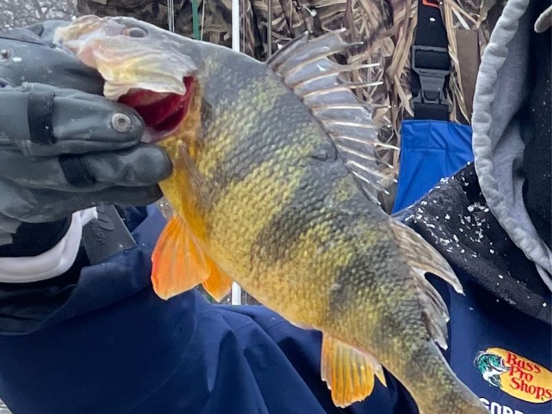 yellow perch fishing chesapeake bay