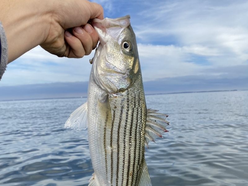 striped bass fishing chesapeake bay
