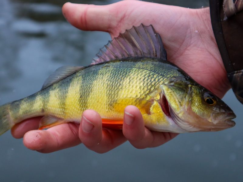 yellow perch fishing chesapeake bay