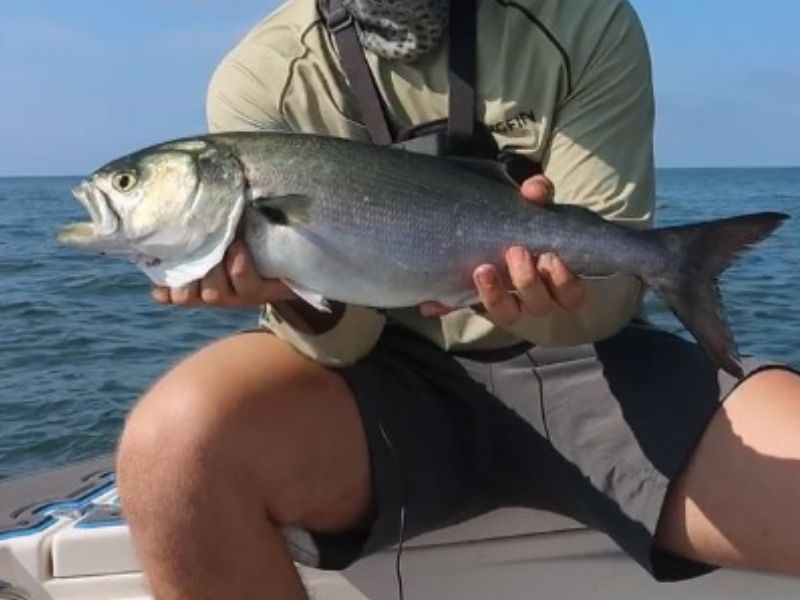Bluefish fishing Chesapeake Bay