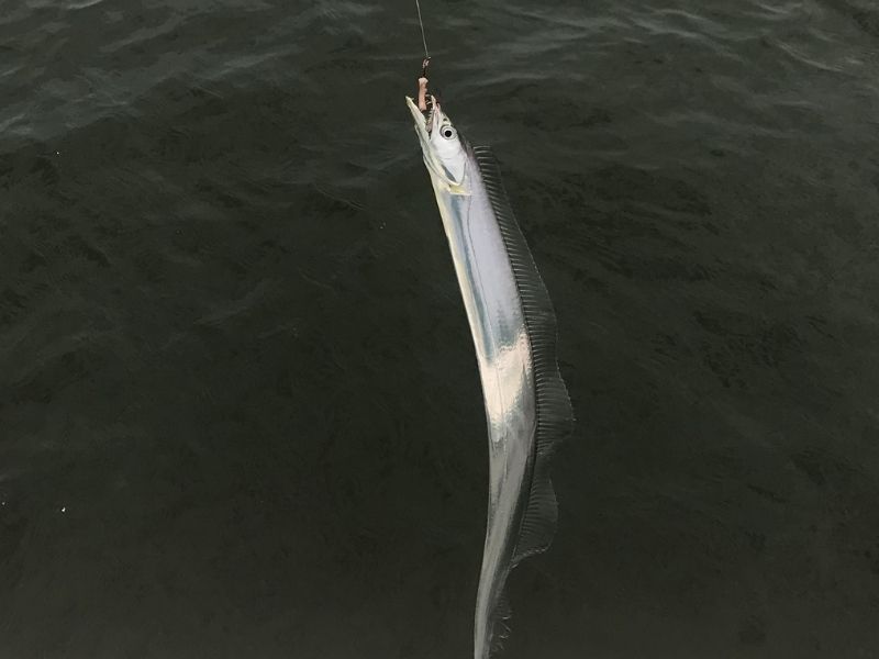 Cuttlasfish Chesapeake Bay