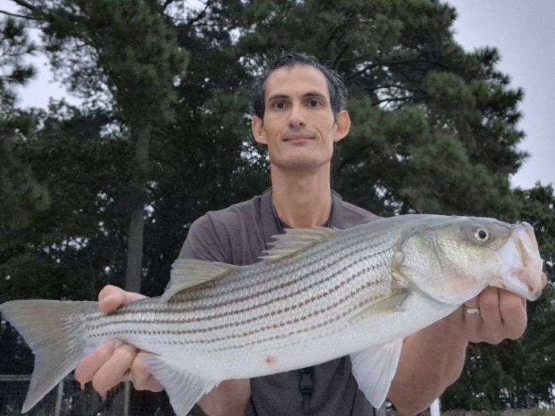 Striped bass topwater fishing