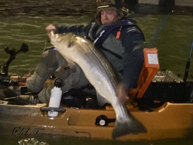 trophy striped bass kayak fishing