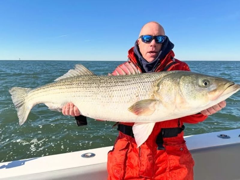 Striped bass fishing Virginia 