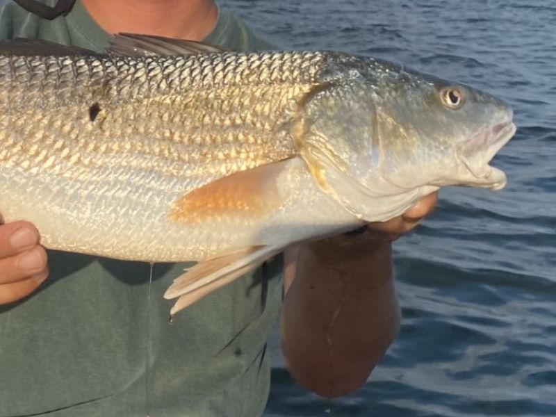 Spring red drum fishing