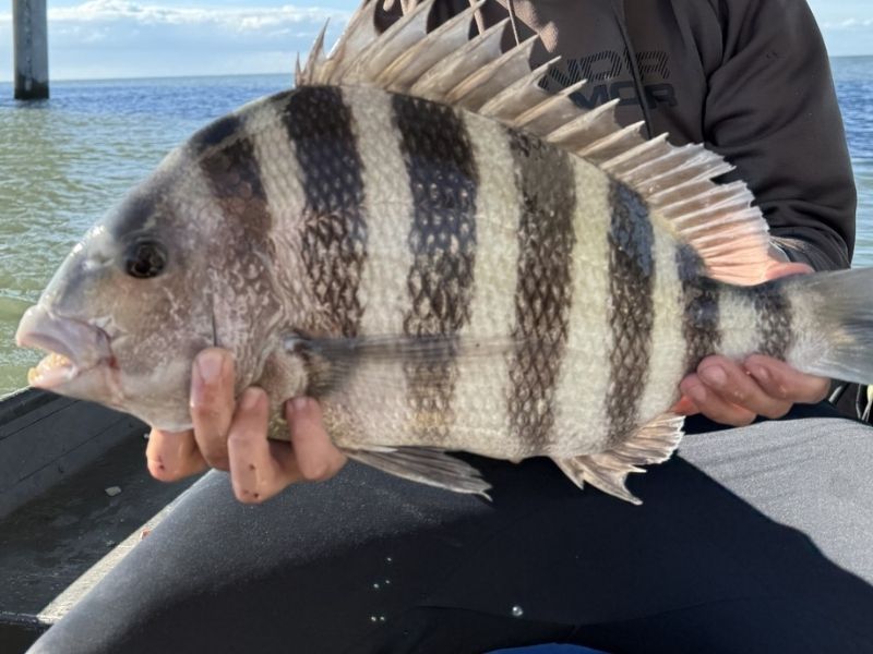 sheepshead fishing chesapeake bay