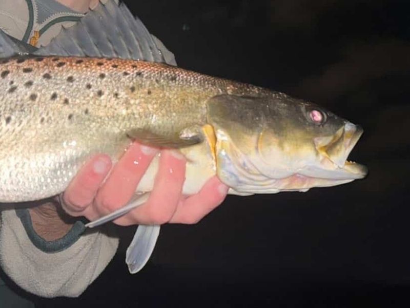 Speckled trout fishing Chesapeake Bay