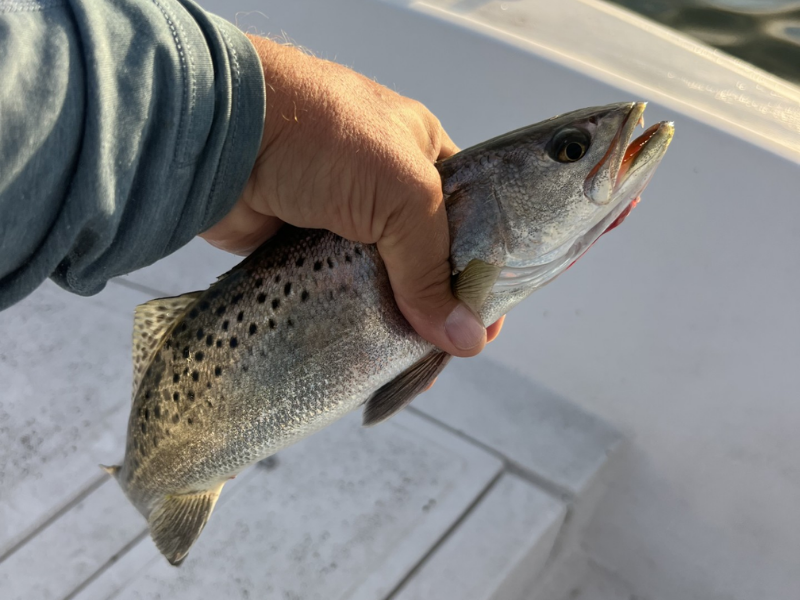 Speckled trout fishing Chesapeake Bay