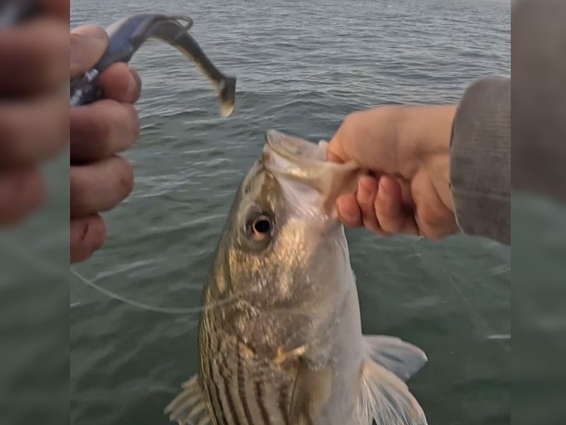 striped bass fishing chesapeake bay
