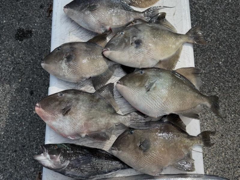 Triggerfish fishing Virginia Beach
