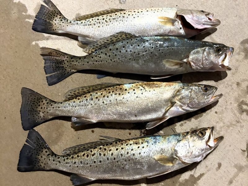Speckled trout fishing Chesapeake Bay