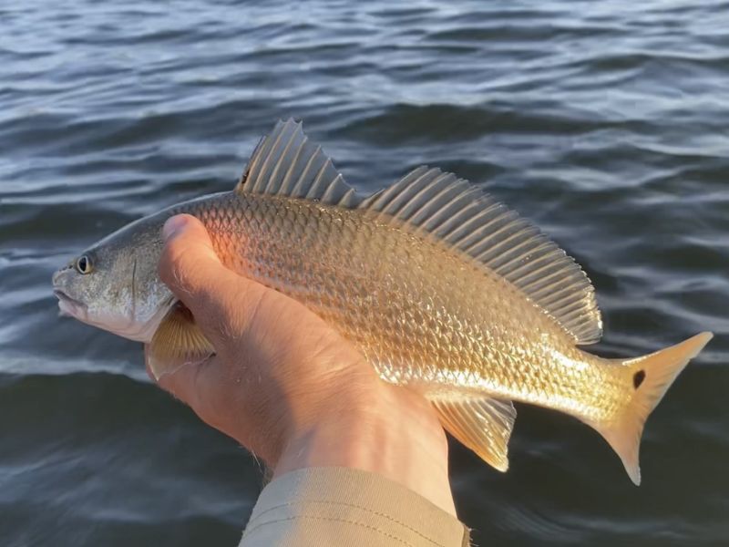 red drum chesapeake bay fishing