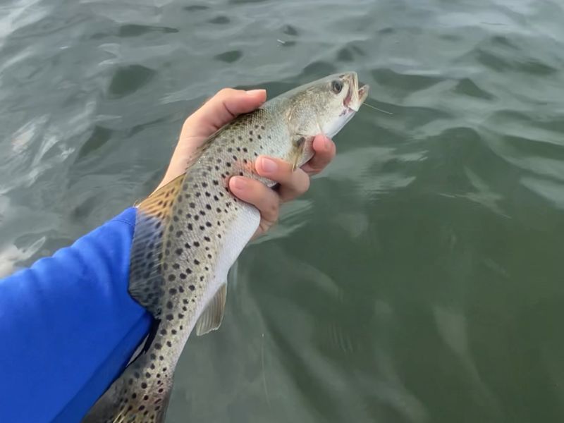 chesapeake bay speckled trout
