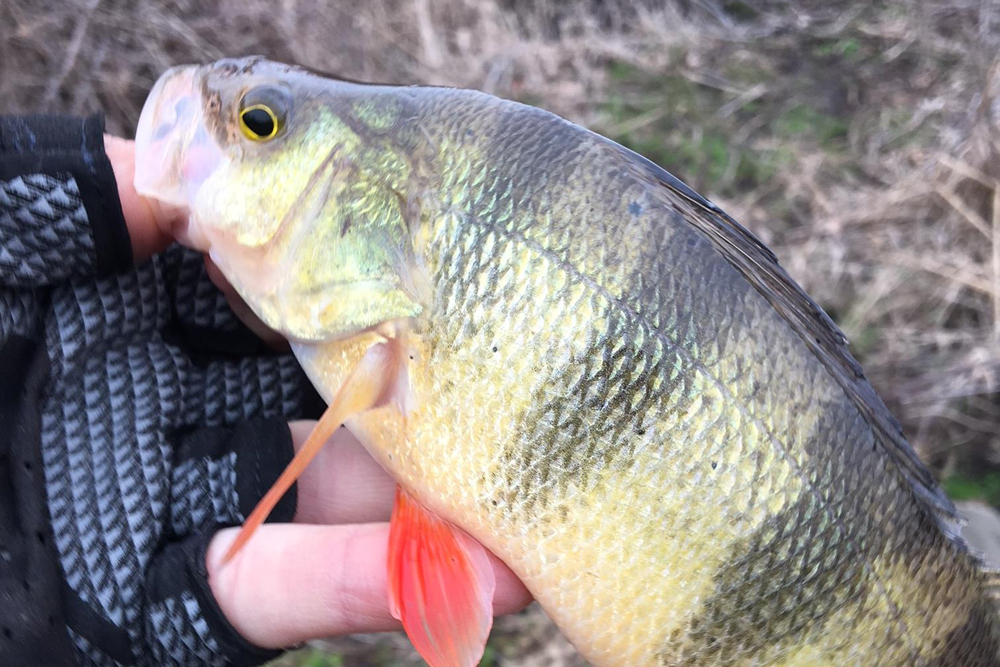 yellow perch from allens fresh