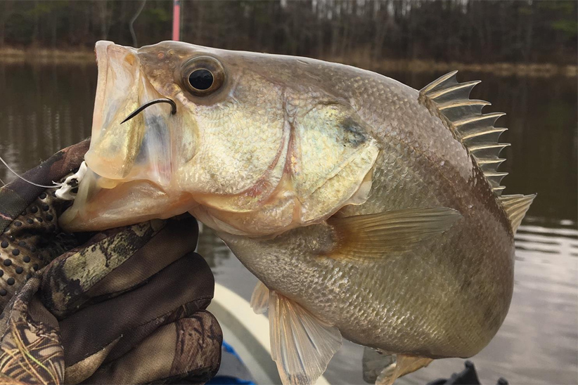 largemouth bass fishing