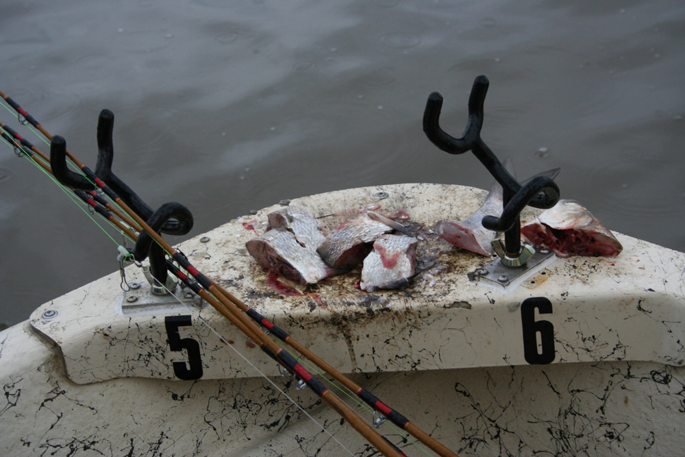 cut gizzard shad is excellent catfish bait