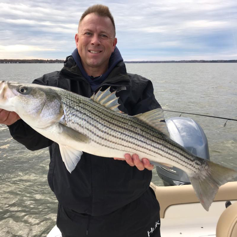 striped bass on jigs