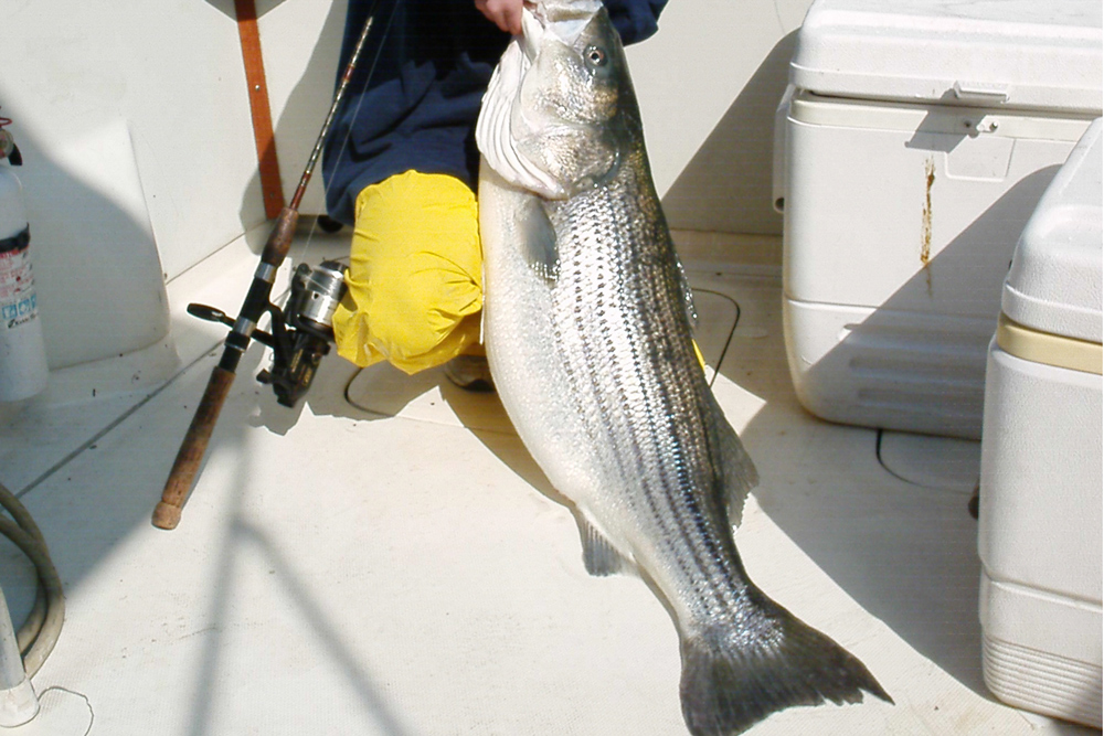 monster stripers in virginia