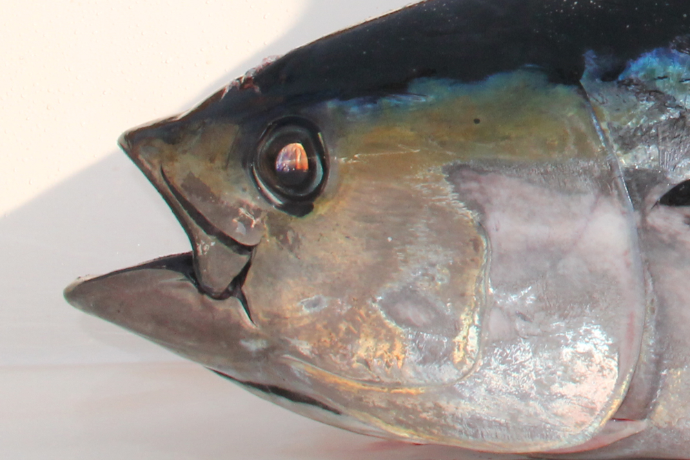 bigeye tuna picture