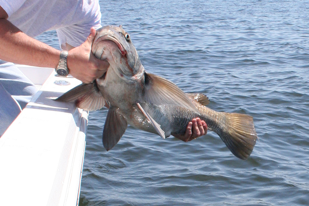 black drum at cbbt