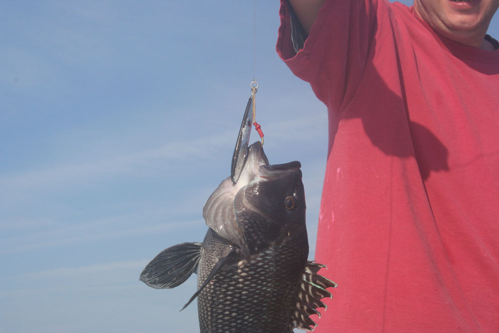 black sea bass on jigs