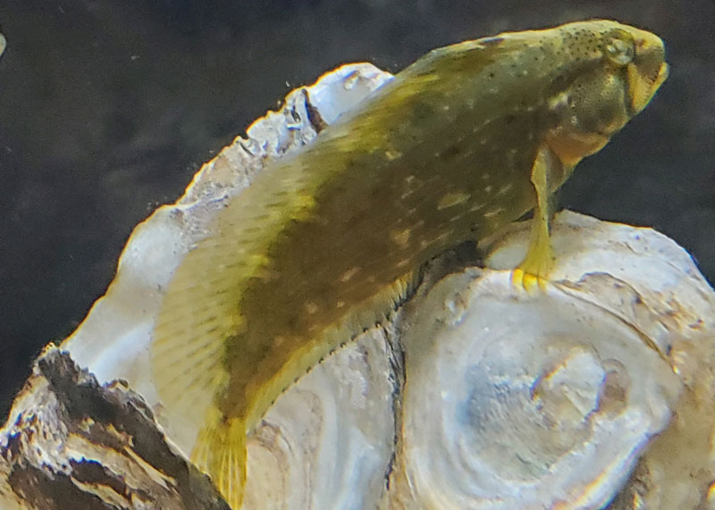 a benny living in an oyster shell