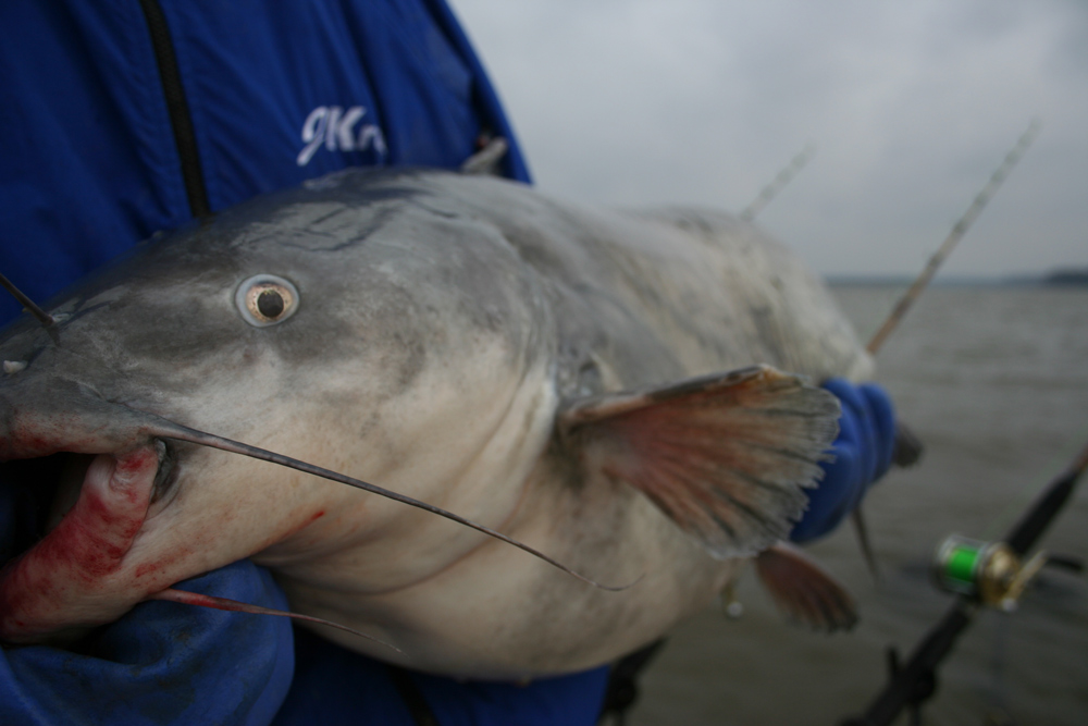 blue catfish from potomac