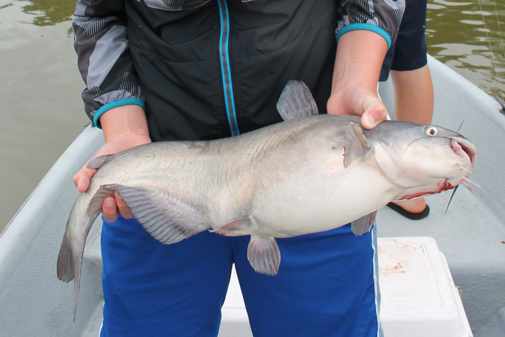 blue catfish chesapeake tidal rivers