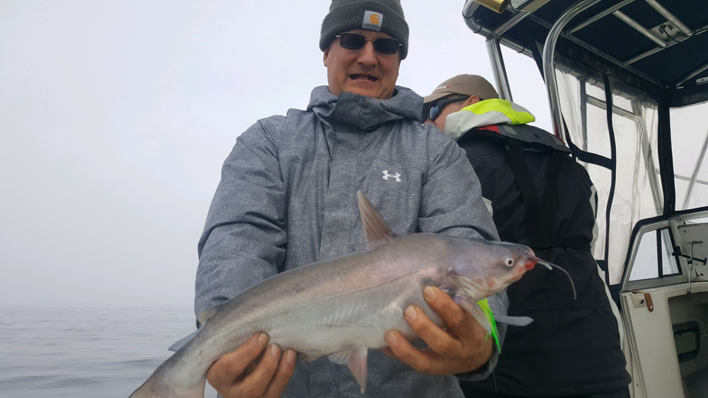 catfish in the potomac river