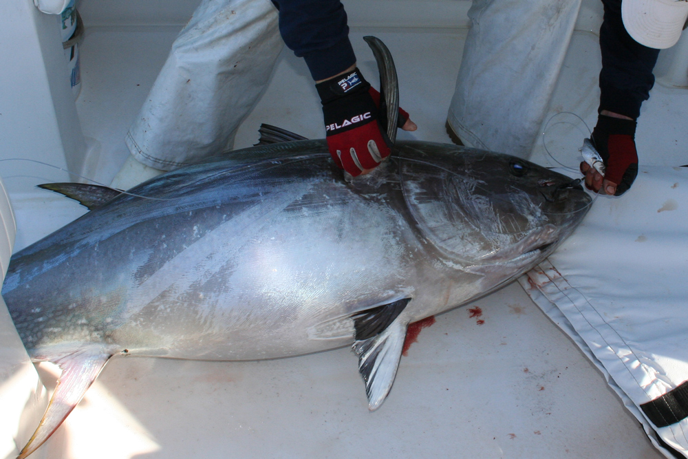 bluefin tuna fishing