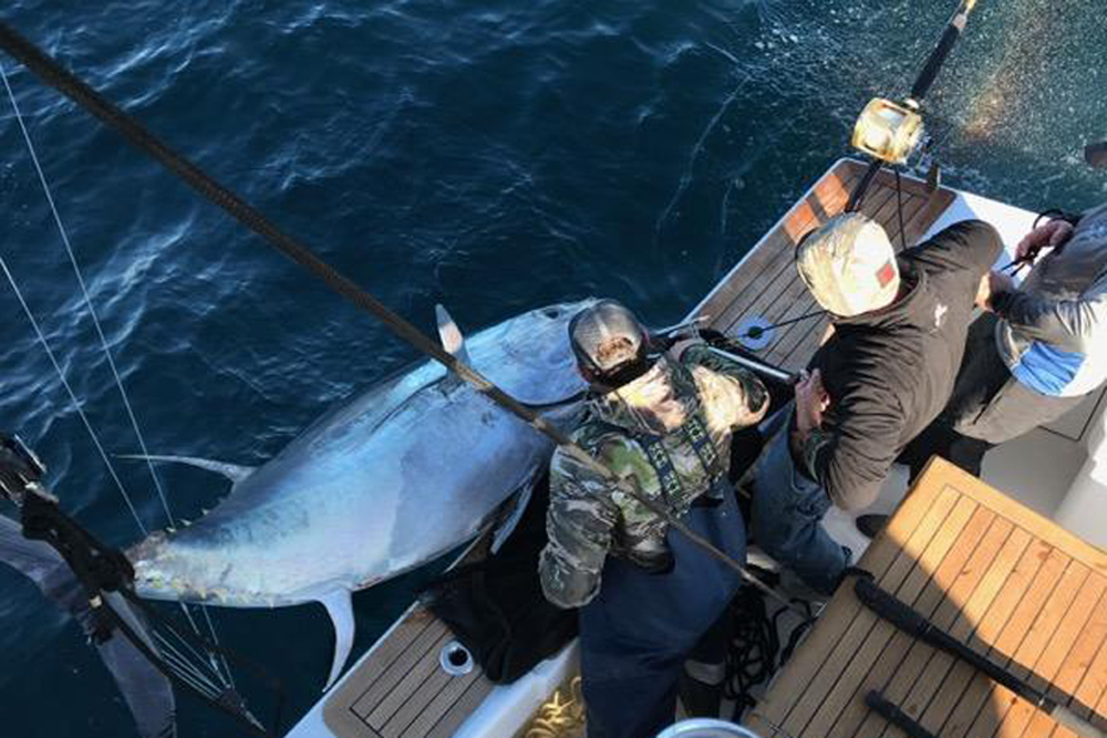 monster bluefin tuna