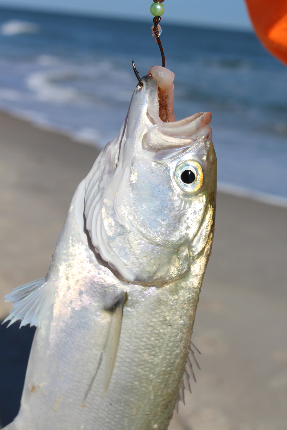 surf fishing for bluefish