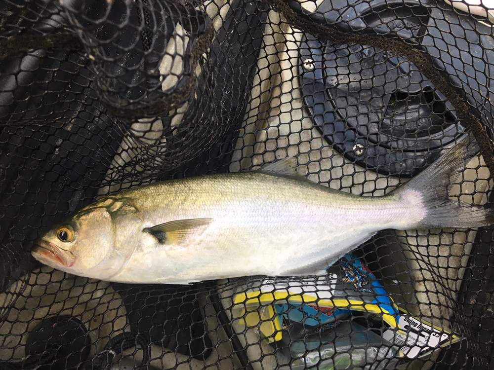 chesapeake bay bluefish