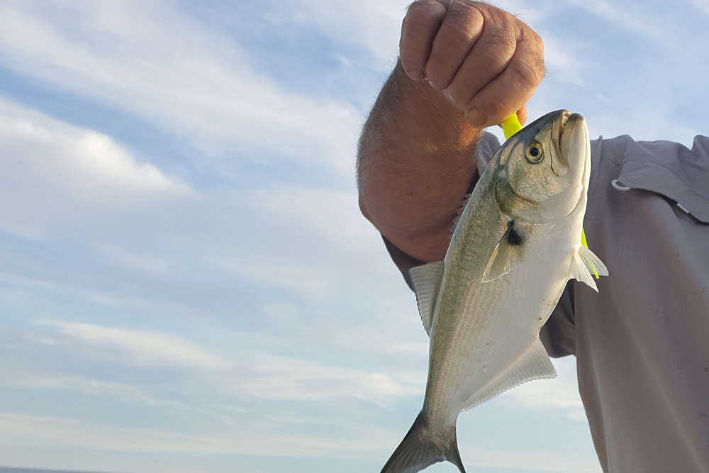 tangier sound bluefish