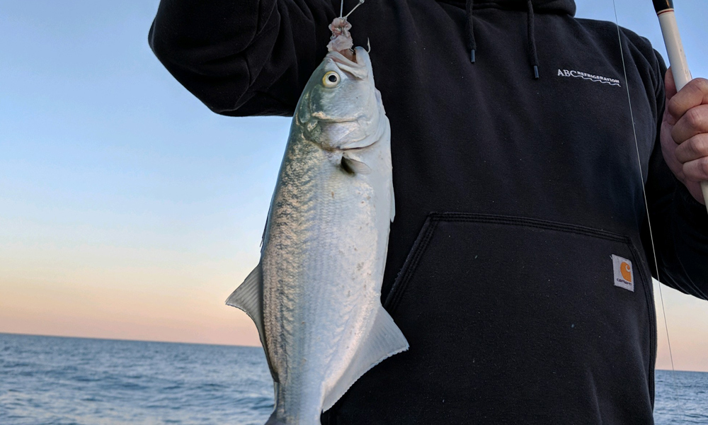 small bluefish caught surf fishing