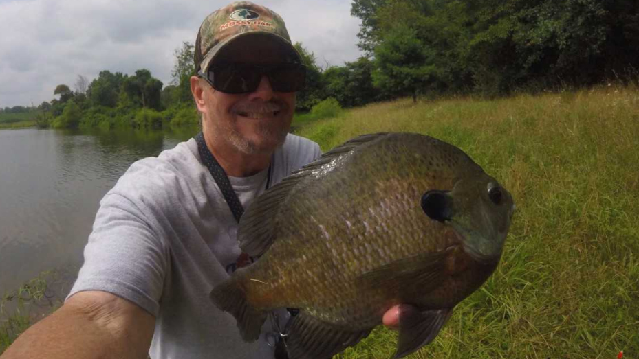 bluegill fish